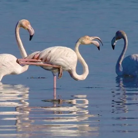 Casa de Férias O Cantinho Da Ria - Jacuzzi With Water At 35 Degrees And Pool