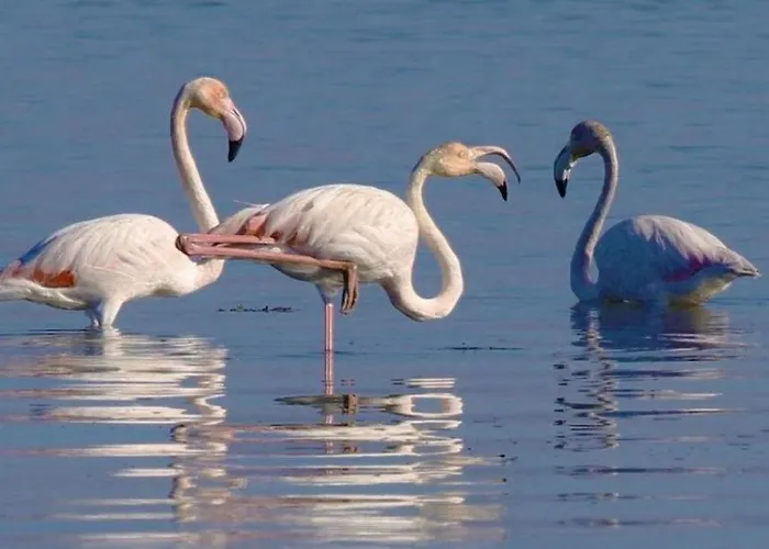 Σπίτι διακοπών O Cantinho Da Ria - Jacuzzi With Water At 35 Degrees And Pool